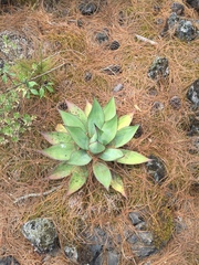 Agave obscura