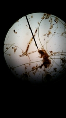 Belonolaimus longicaudatus