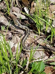 Thamnophis sirtalis semifasciatus