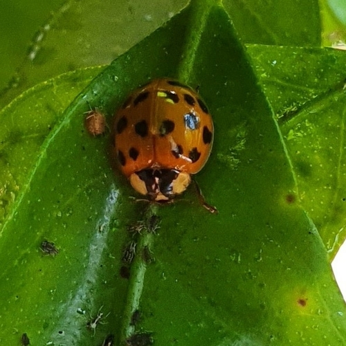 Asiatischer Marienkäfer