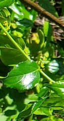 Colubrina asiatica image