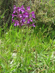 Anacamptis boryi