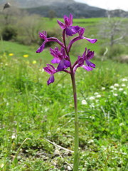 Anacamptis boryi