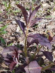 Triosteum aurantiacum