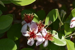 Feijoa sellowiana