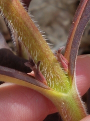 Triosteum aurantiacum