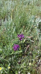 Anacamptis morio caucasica