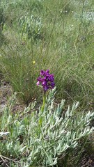Anacamptis morio caucasica