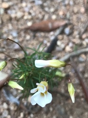 Oxalis pardales