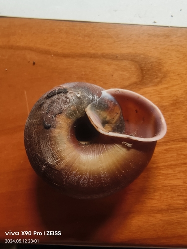 Nesiohelix schmackeri
