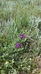 Anacamptis morio caucasica