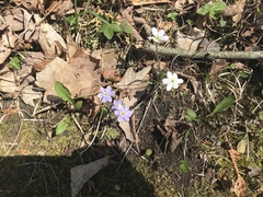 Hepatica americana