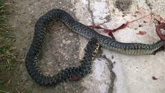 Hierophis viridiflavus