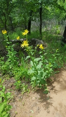 Verbesina helianthoides