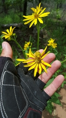 Verbesina helianthoides