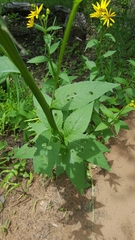 Verbesina helianthoides