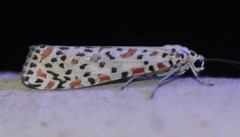 Utetheisa lotrix