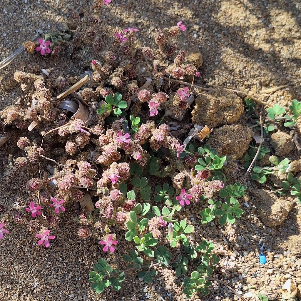 Saponaria jagelii