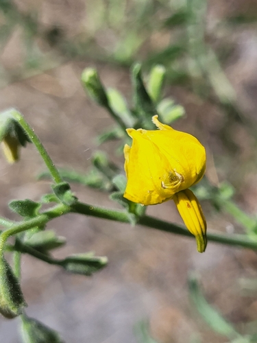 Solanum corneliomulleri, photograph 2