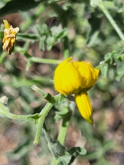Solanum corneliomulleri, photograph (c) Jacek Pietruszewski, some rights reserved (CC BY)