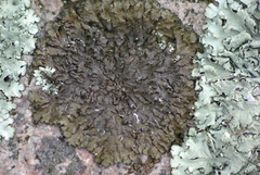 Melanohalea olivacea