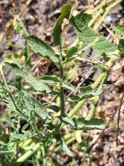 Solanum corneliomulleri, photograph (c) Jacek Pietruszewski, some rights reserved (CC BY)