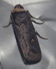 Proteuxoa cinereicollis