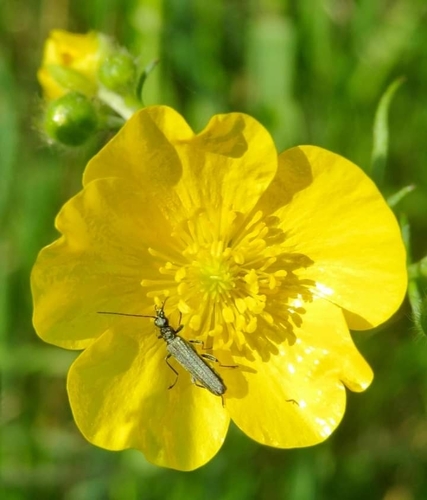 Oedemera lurida, 6825 EZ Arnhem, Nederland, photo 9 of 10