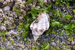 Acanthinucella spirata