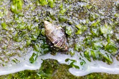 Acanthinucella spirata