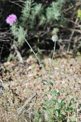 Cirsium occidentale occidentale