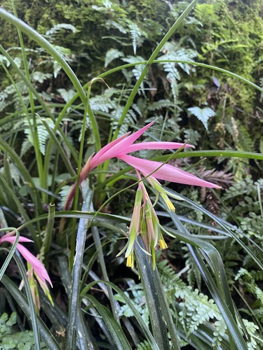 Foto de Bromélia
