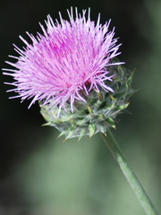 Cirsium occidentale occidentale