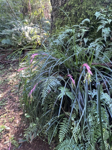 Foto de Bromélia
