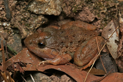 Gyldenstolpe's Frog photo 3