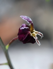 Streptanthus glandulosus glandulosus