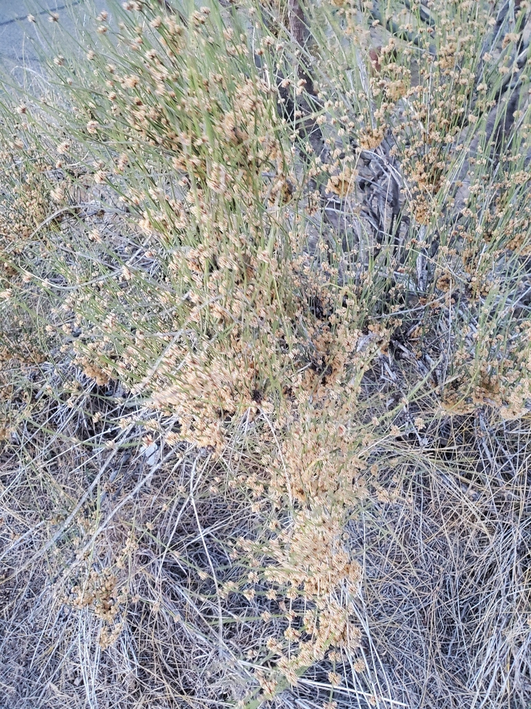 longleaf ephedra from Presidio, Texas, United States on April 25, 2024 ...