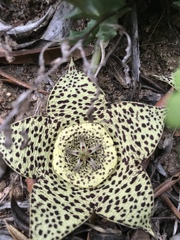 Orbea variegata