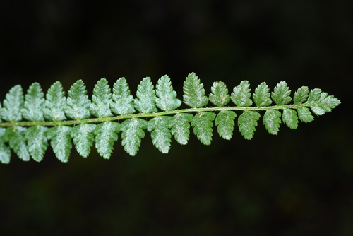 Polystichum lachenense iNat (3)