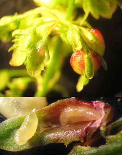 Contarinia rumicis