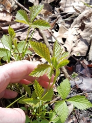 Rubus pubescens