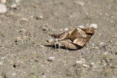 Anisochoria sublimbata