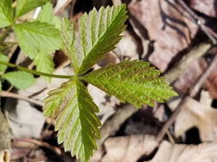 Rubus pubescens