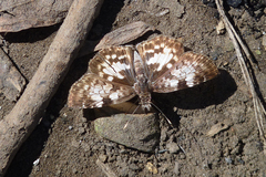 Chiomara asychis