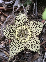 Orbea variegata