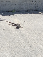 Sceloporus occidentalis