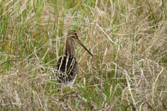 Gallinago paraguaiae