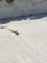 Sceloporus occidentalis