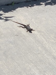 Sceloporus occidentalis