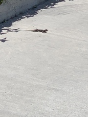 Sceloporus occidentalis